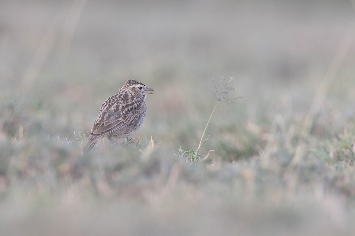 Somali Short-toed Lark (Athi) - ML614309299