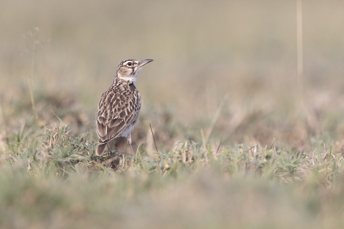 Short-tailed Lark - Chris Venetz | Ornis Birding Expeditions