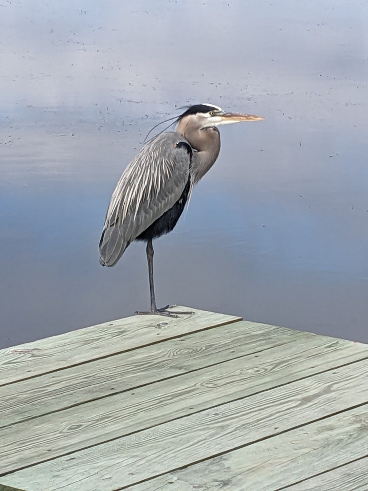 Great Blue Heron - ML614309328
