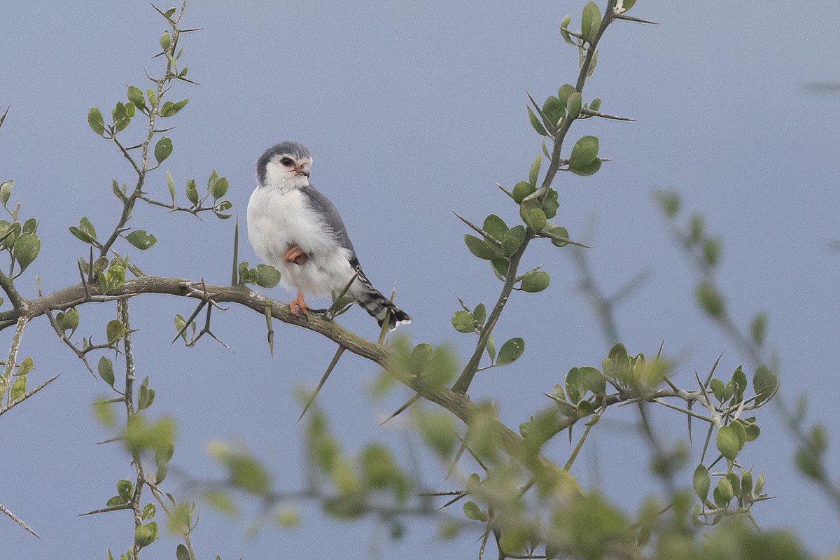Pygmy Falcon - Chris Venetz | Ornis Birding Expeditions