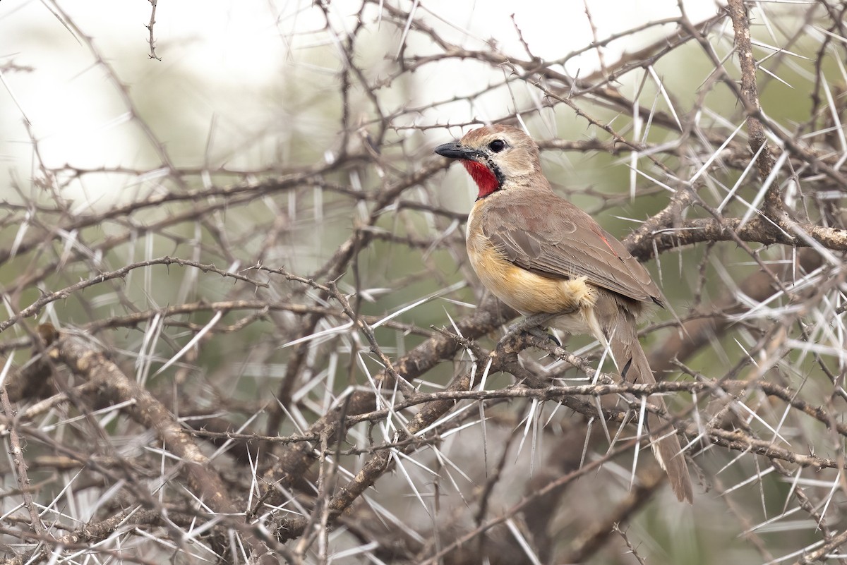 Rosy-patched Bushshrike - Chris Venetz | Ornis Birding Expeditions