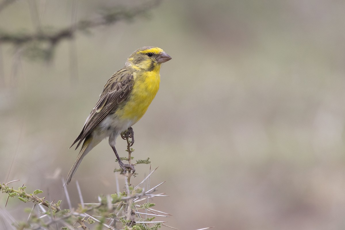 White-bellied Canary - Chris Venetz | Ornis Birding Expeditions