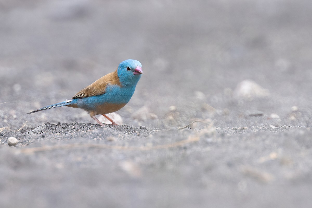 Blue-capped Cordonbleu - Chris Venetz | Ornis Birding Expeditions