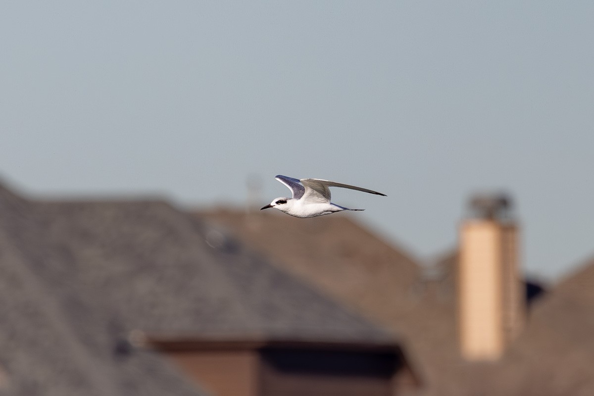 Forster's Tern - ML614309456