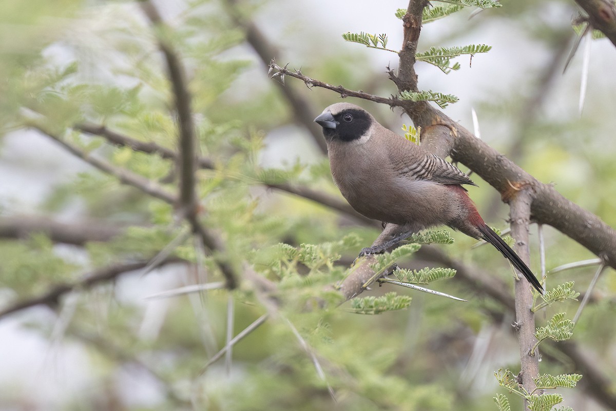 Black-faced Waxbill - Chris Venetz | Ornis Birding Expeditions