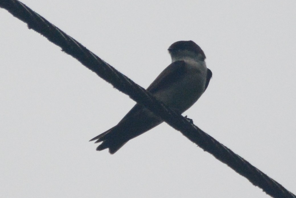 Blue-and-white Swallow (cyanoleuca) - Cathy Pasterczyk