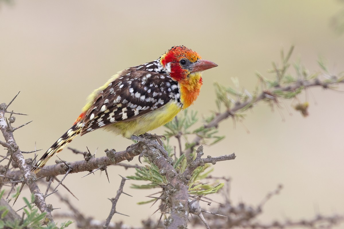 Red-and-yellow Barbet - ML614309667