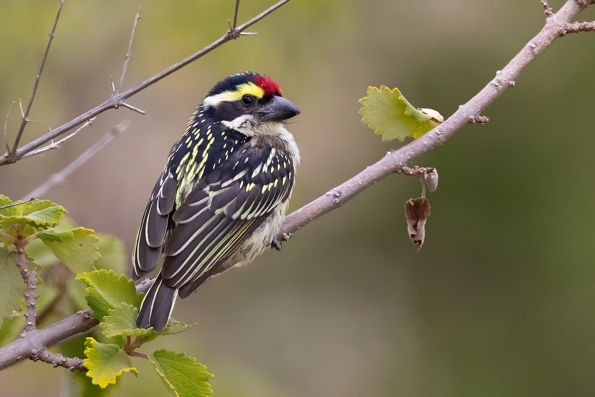 Red-fronted Barbet - ML614309673