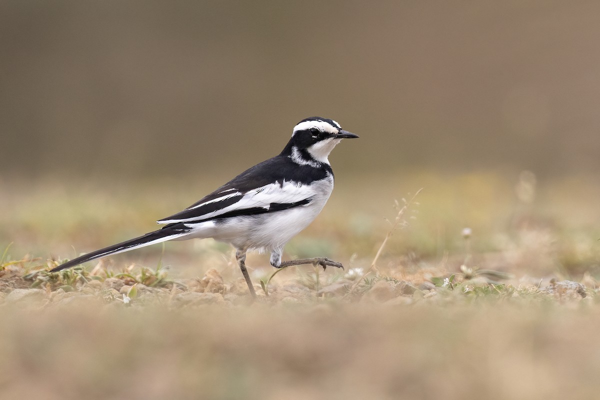 African Pied Wagtail - ML614309678