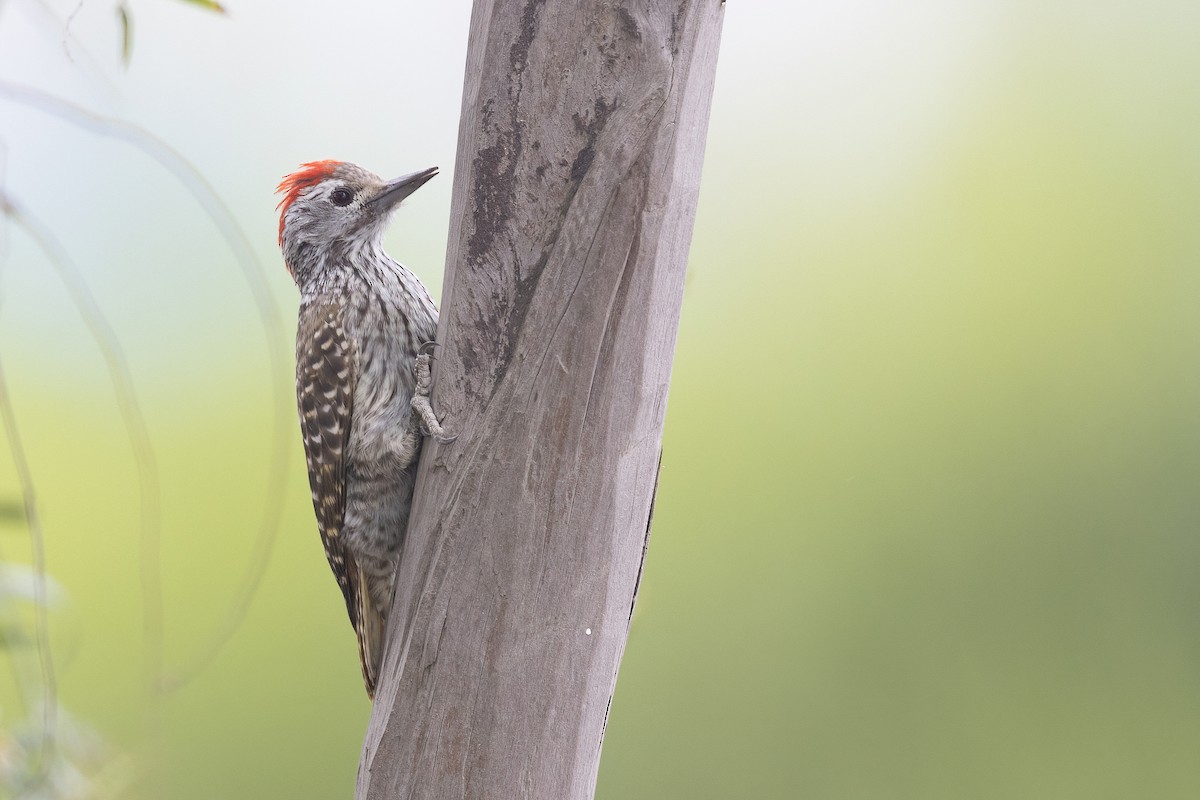Cardinal Woodpecker - ML614309686