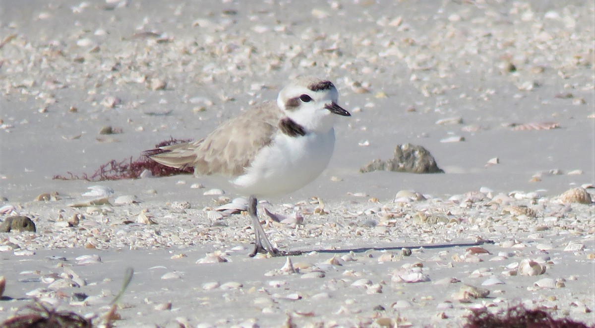 Snowy Plover - ML614309697