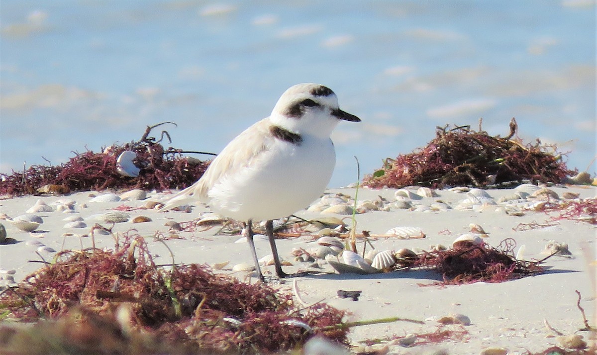 Snowy Plover - Dan  Larremore