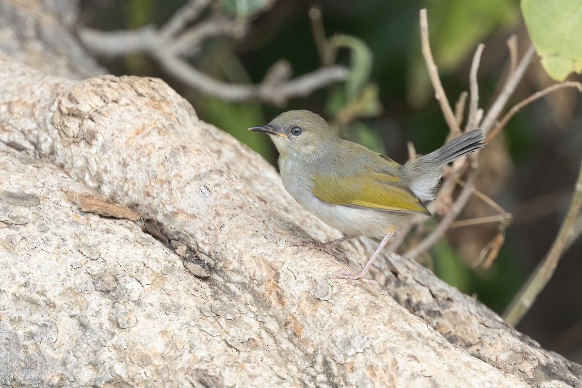 Green-backed Camaroptera - ML614309715