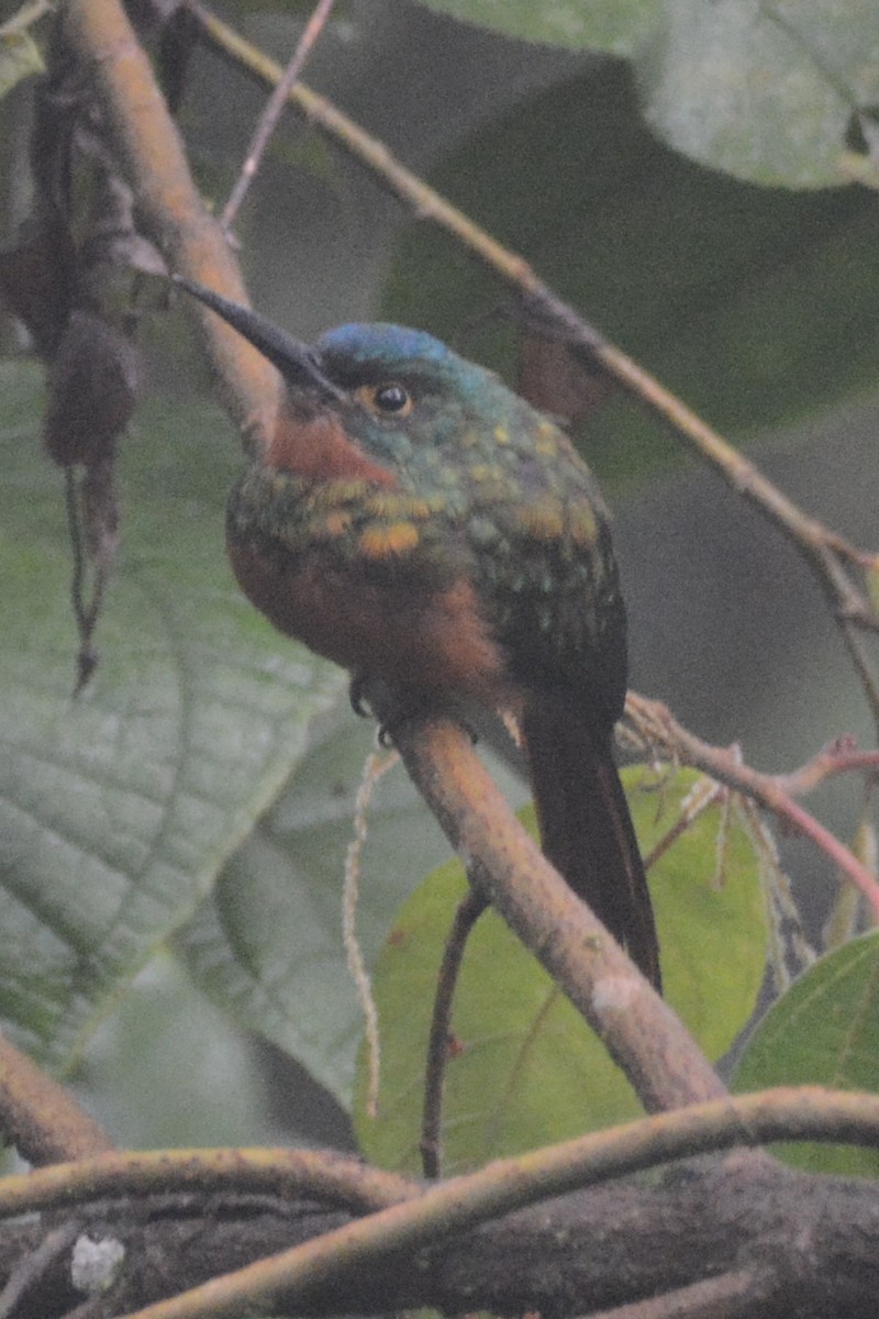 Coppery-chested Jacamar - ML614309716