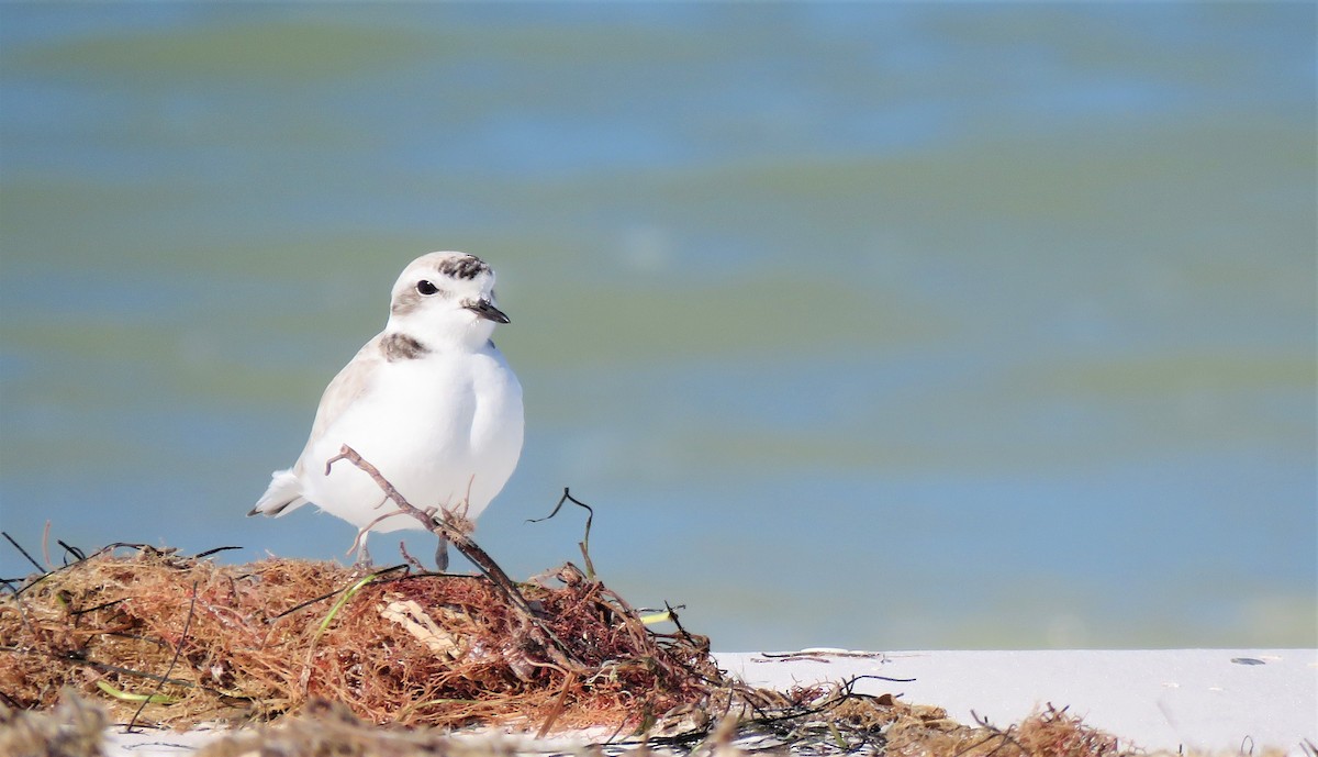 Snowy Plover - ML614309724