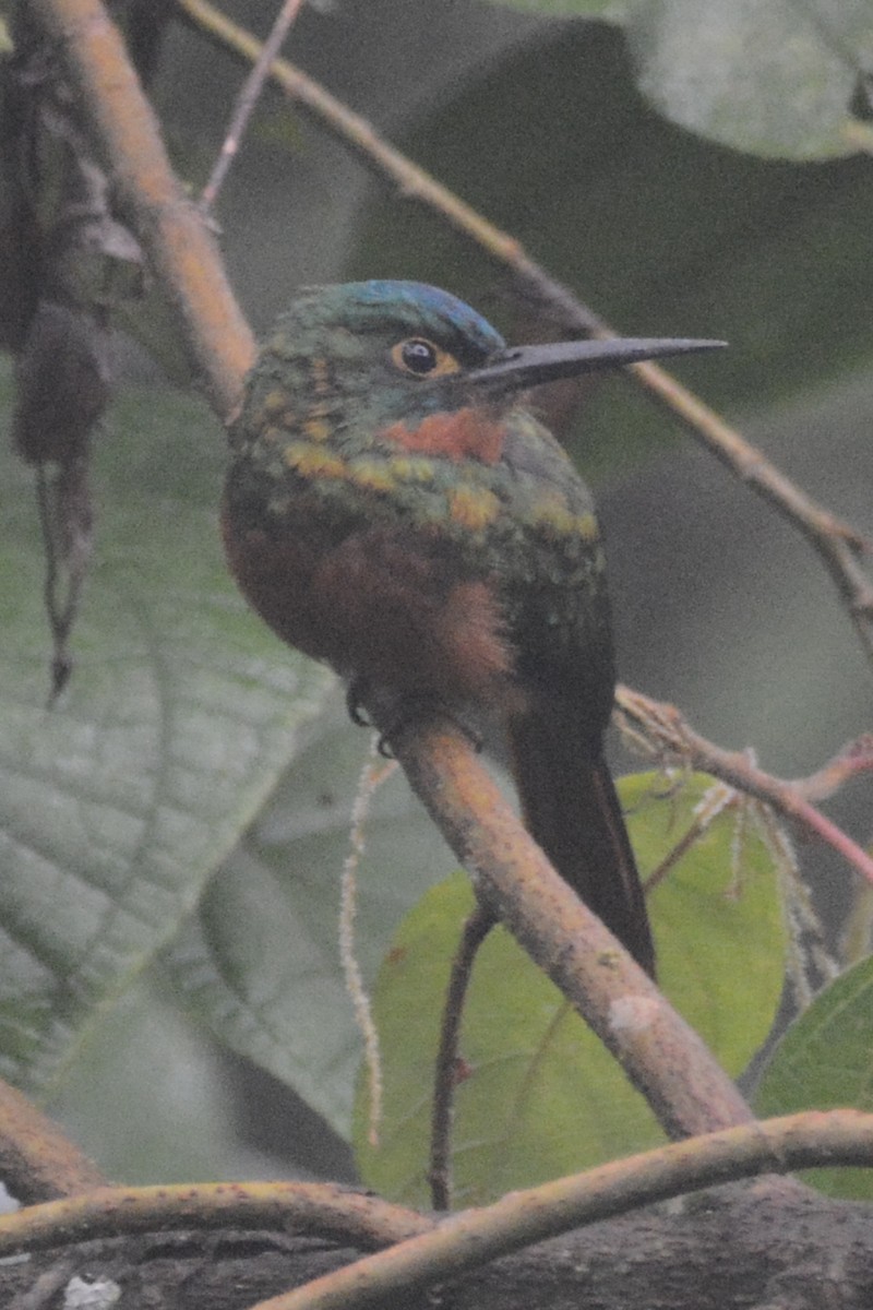 Coppery-chested Jacamar - ML614309736