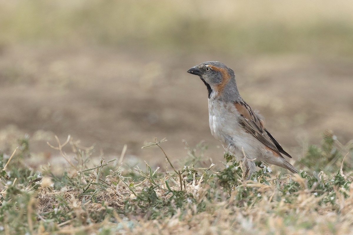 Kenya Rufous Sparrow - ML614309743