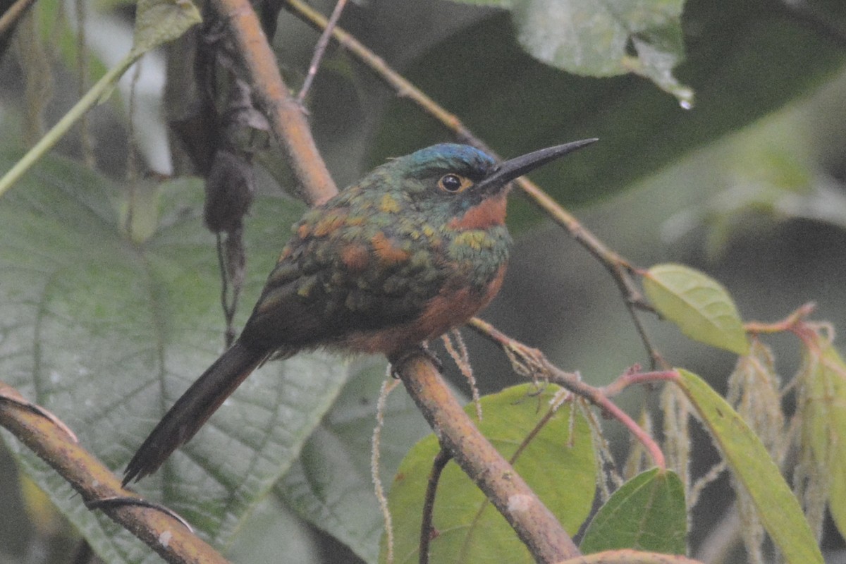 Coppery-chested Jacamar - ML614309757