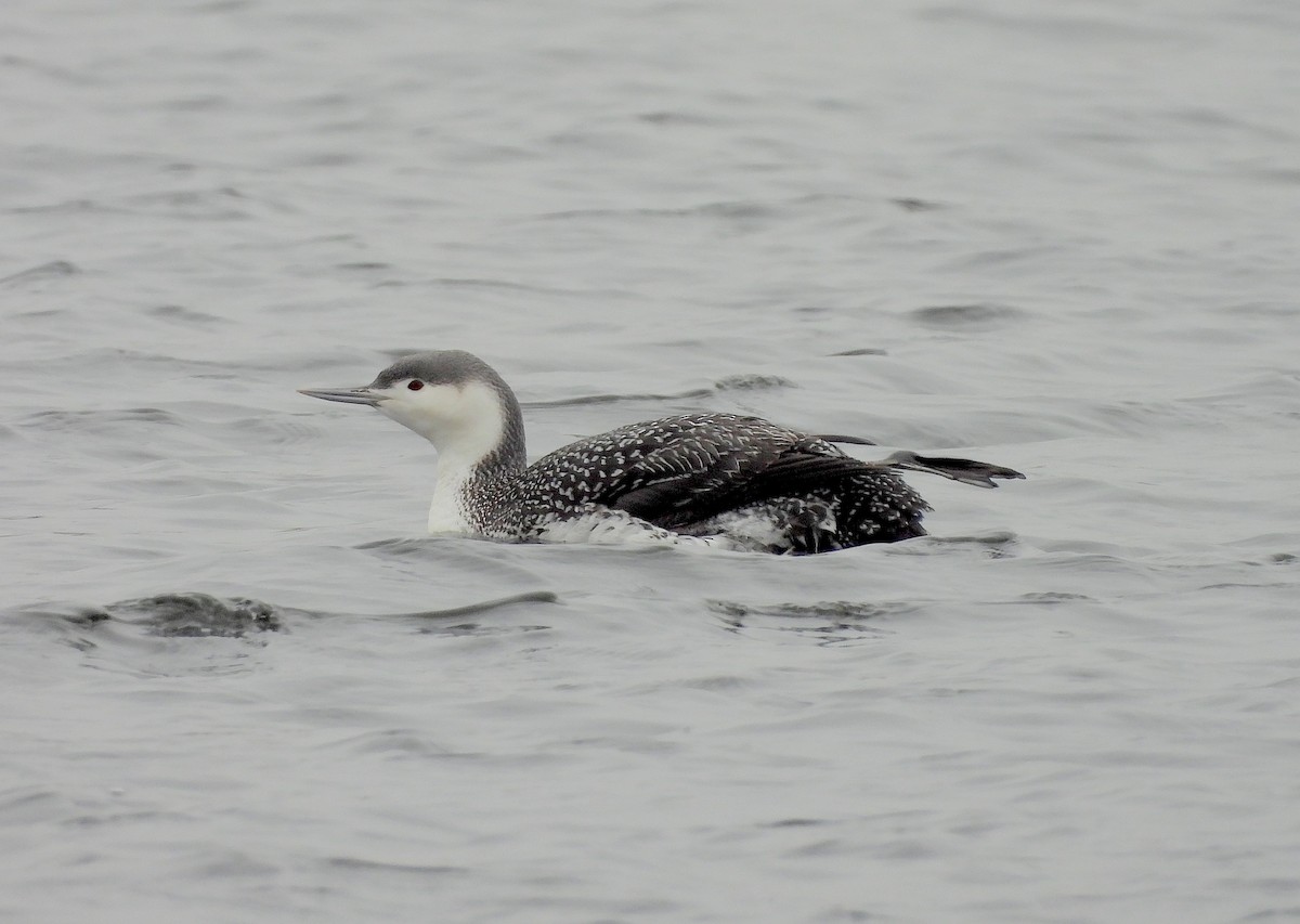 Red-throated Loon - ML614309768