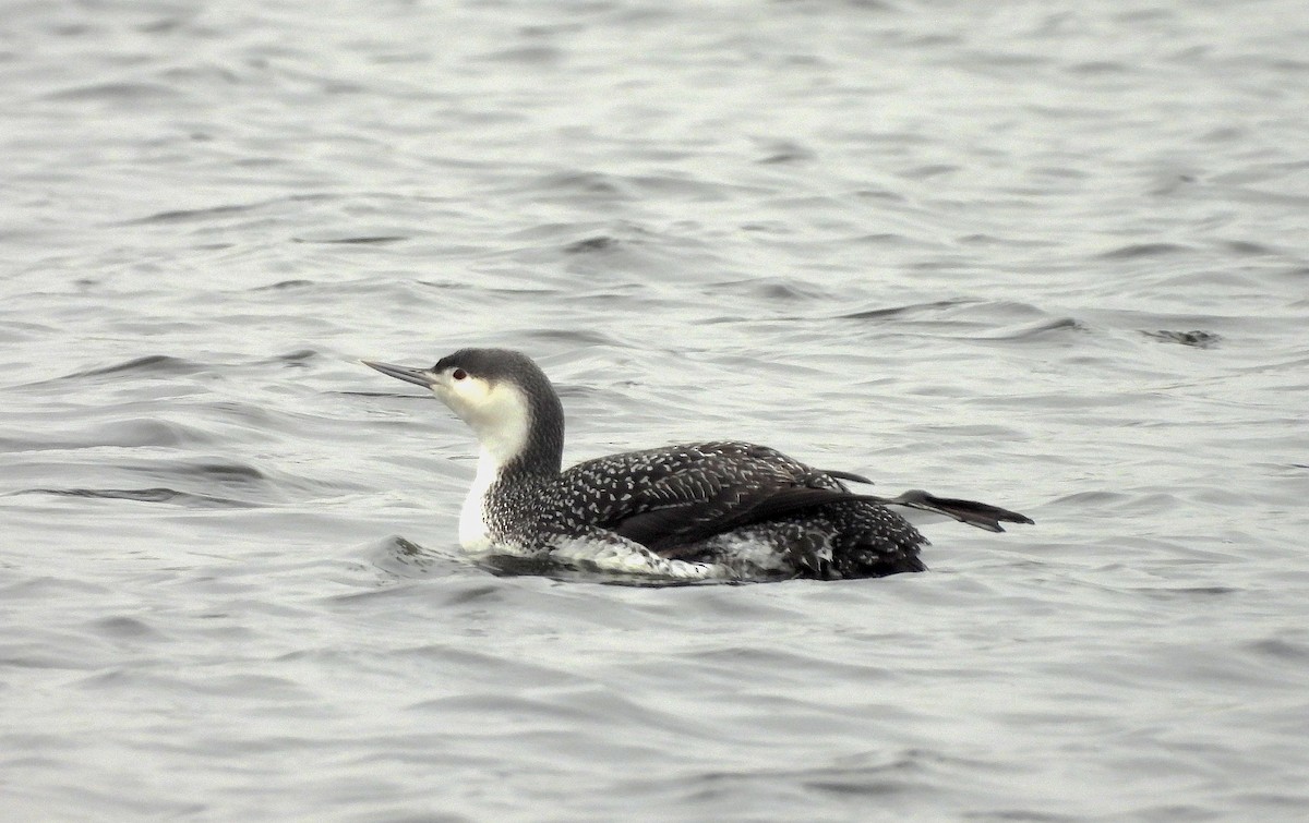 Red-throated Loon - ML614309769