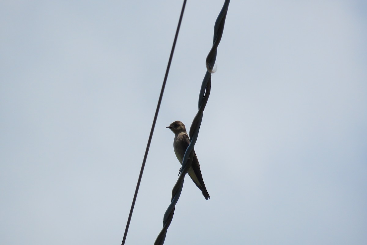 Southern Rough-winged Swallow - Jeferson Bugoni