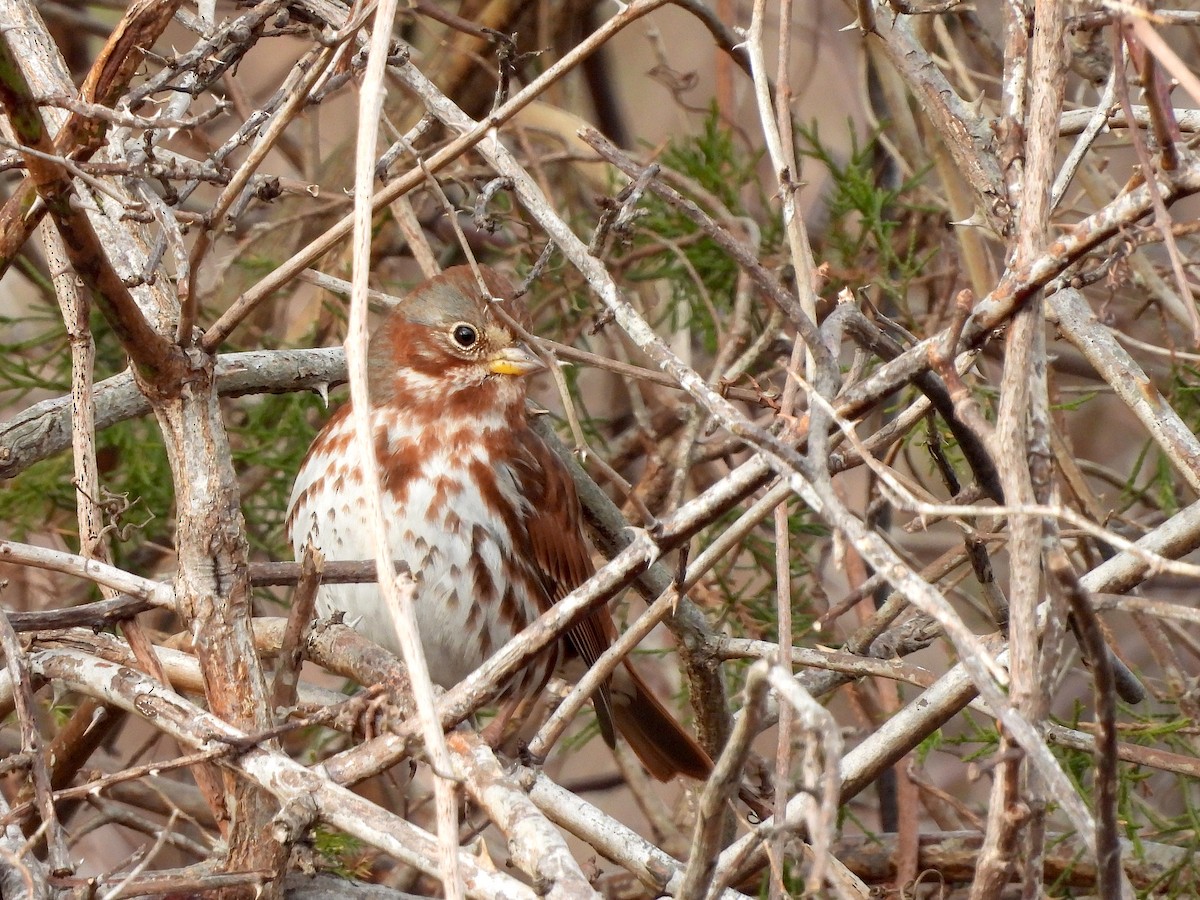 Fox Sparrow (Red) - ML614309823