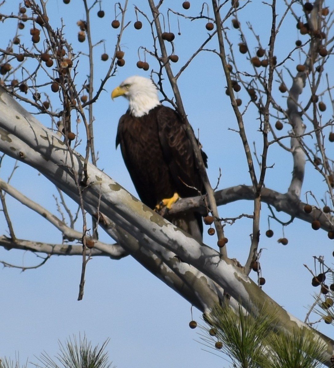 Bald Eagle - Fred  Lyons