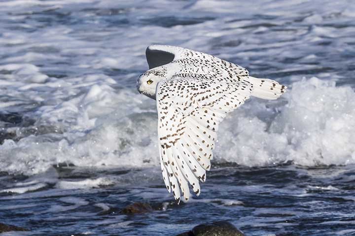 Snowy Owl - ML614309989