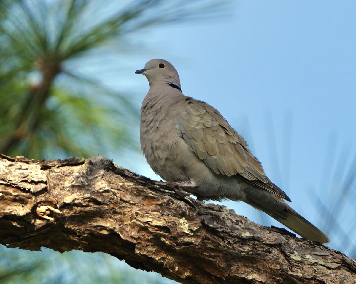 Eurasian Collared-Dove - ML614310099