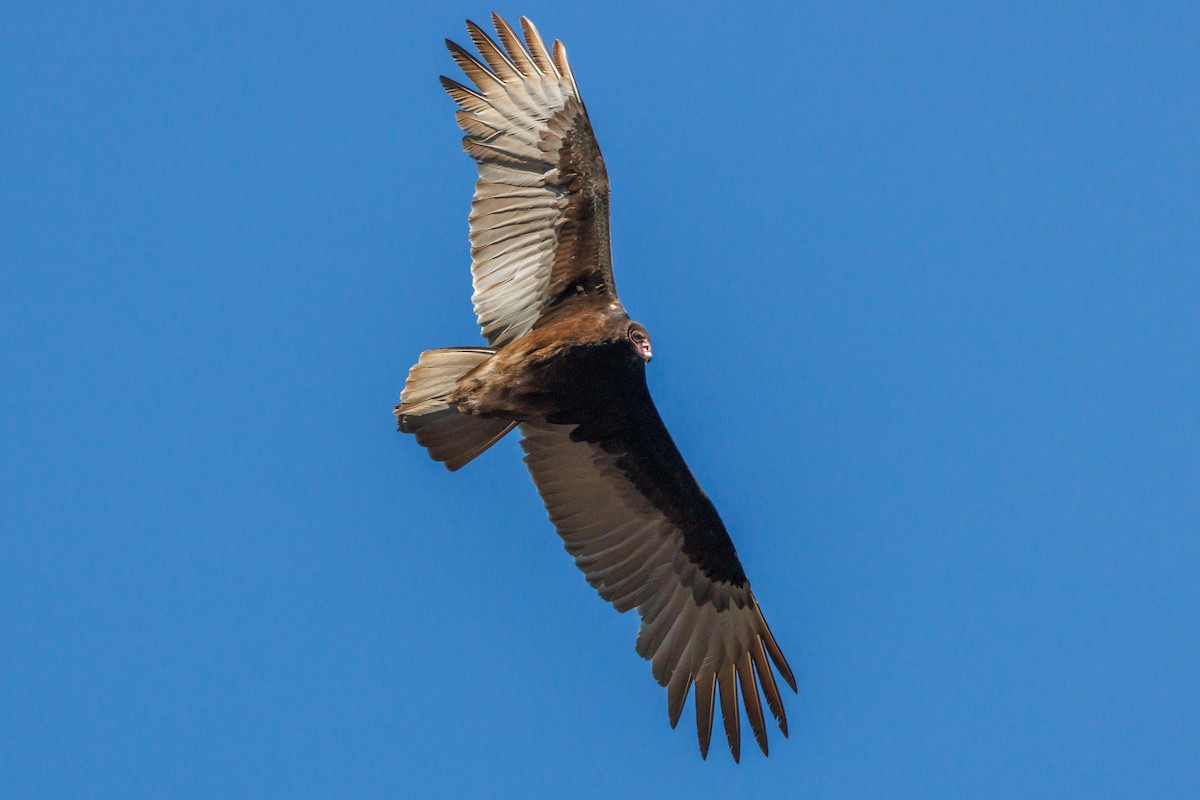 Turkey Vulture - ML614310121