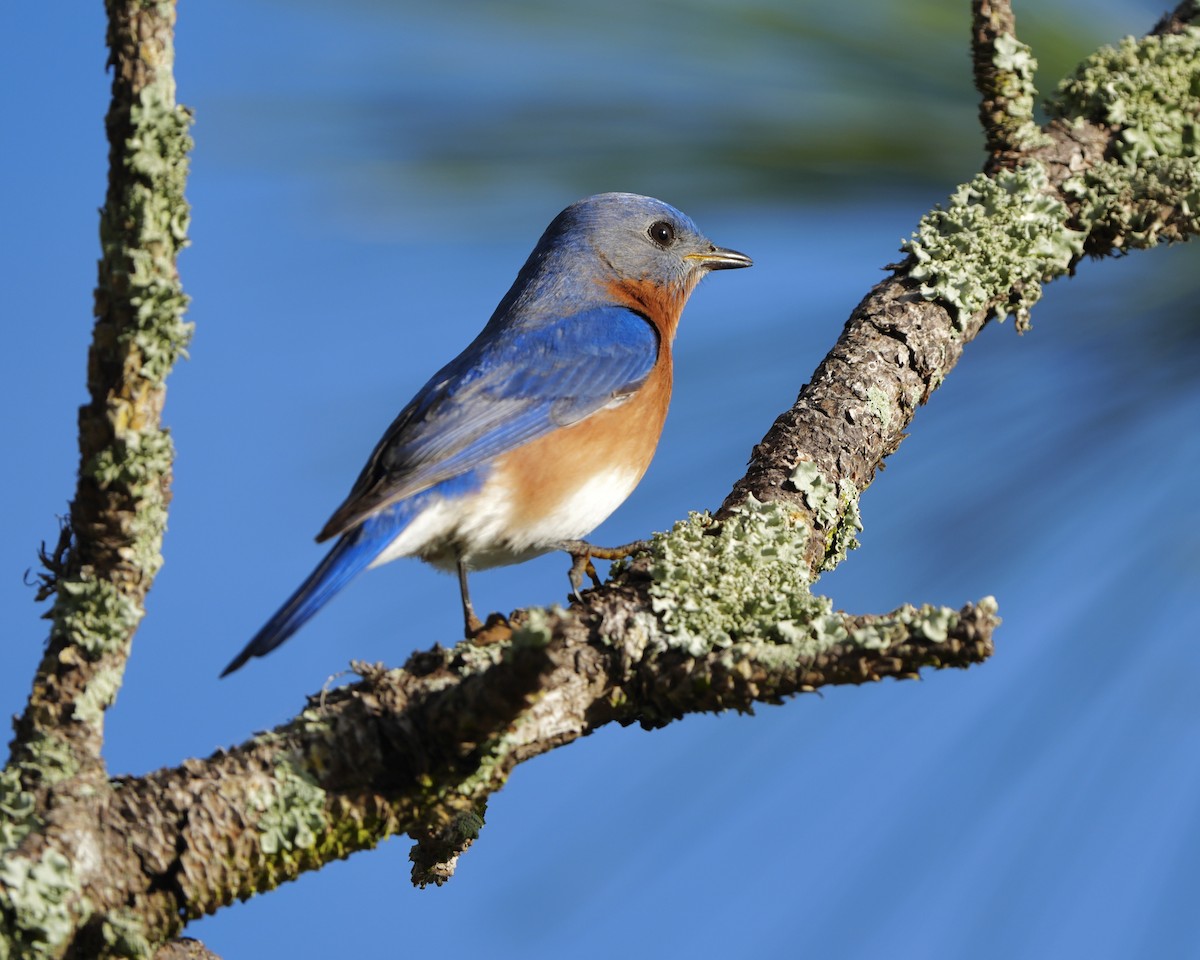 Eastern Bluebird - ML614310148