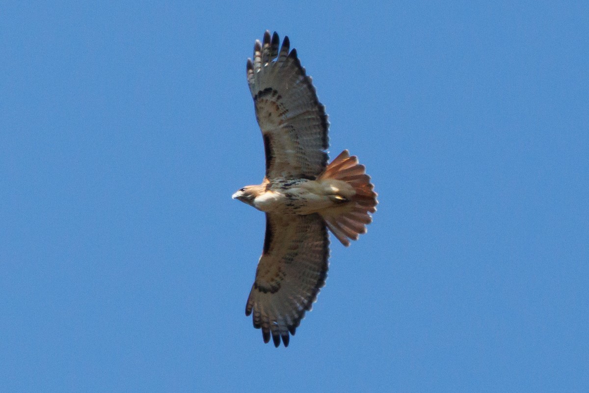 Red-tailed Hawk - Tim Loyd