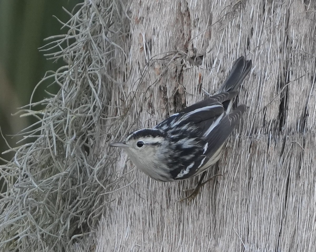 Black-and-white Warbler - ML614310158