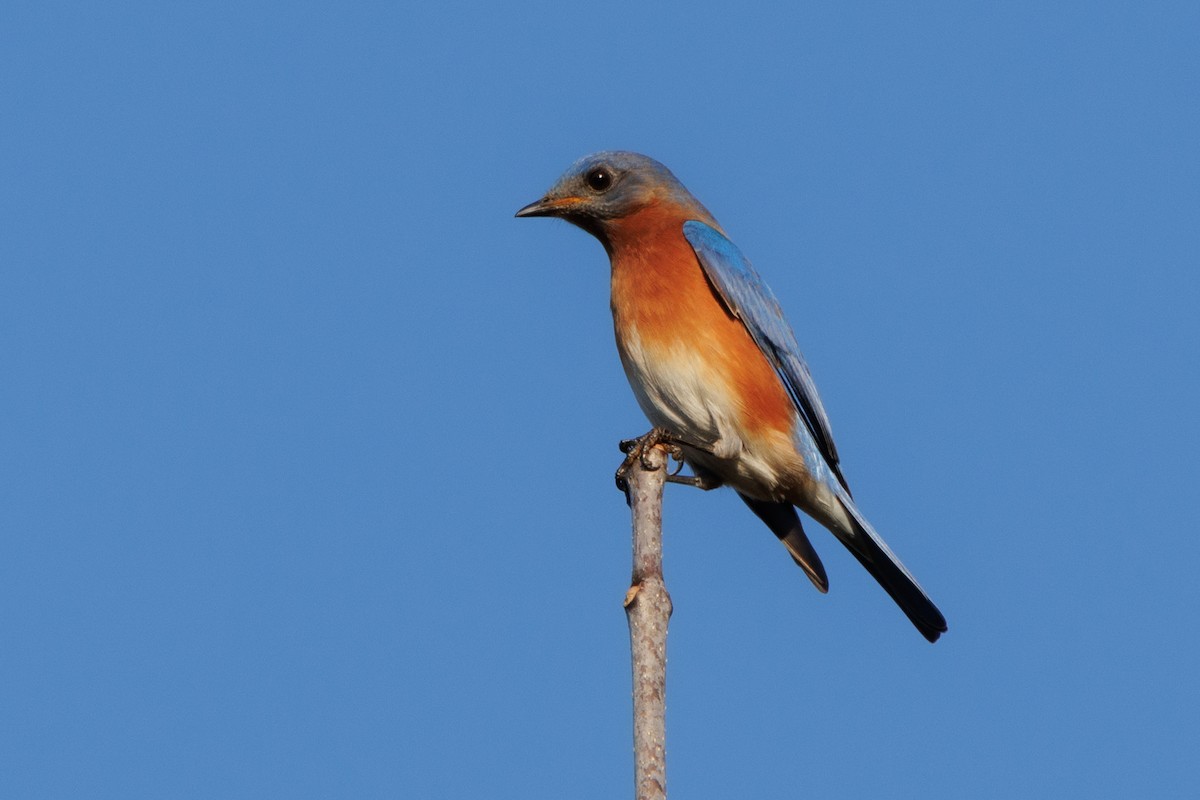 Eastern Bluebird - ML614310160