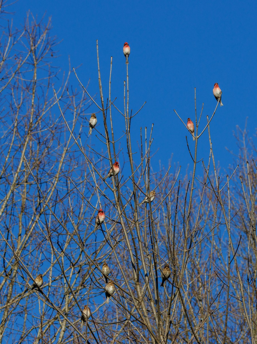 Purple Finch - ML614310181