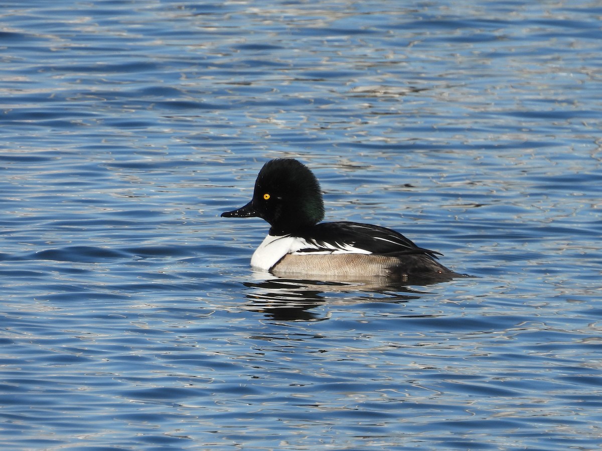 Common Goldeneye x Hooded Merganser (hybrid) - ML614310189