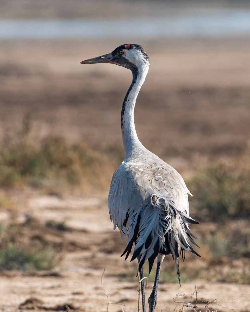 Common Crane - Maitrey Chhaya