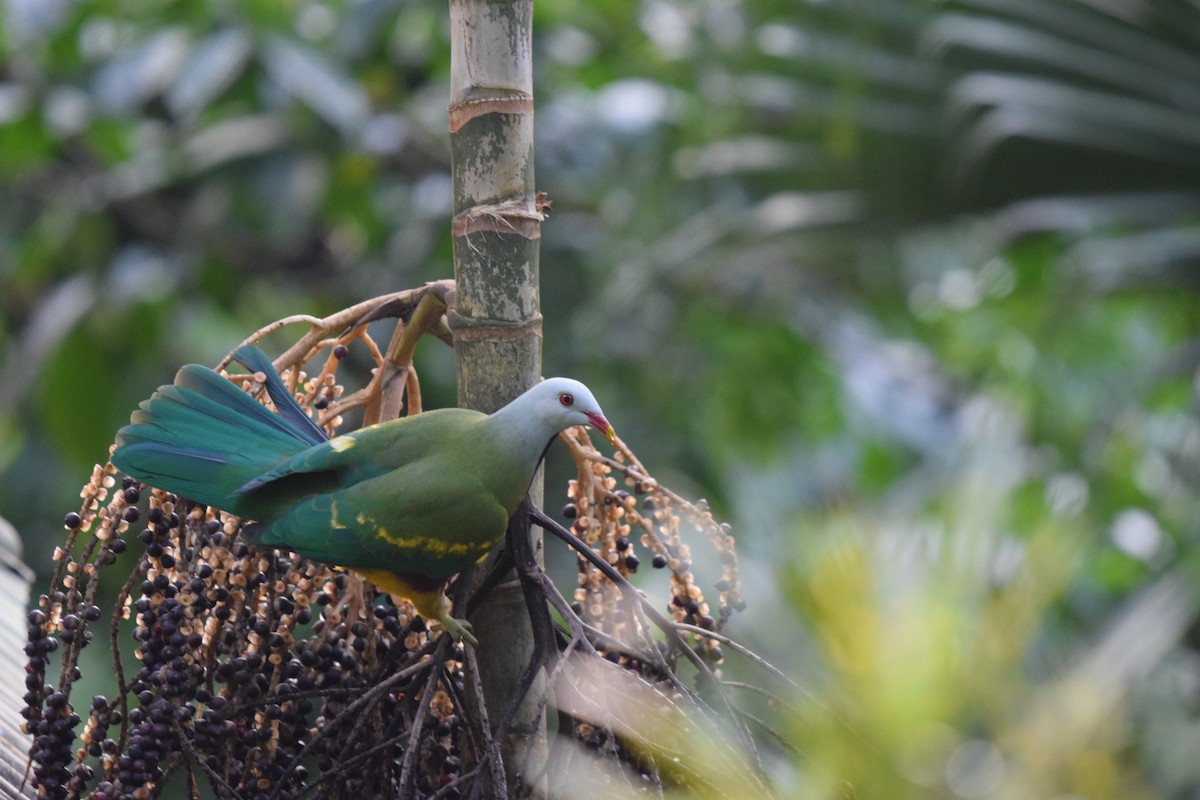 Wompoo Fruit-Dove - ML614310221