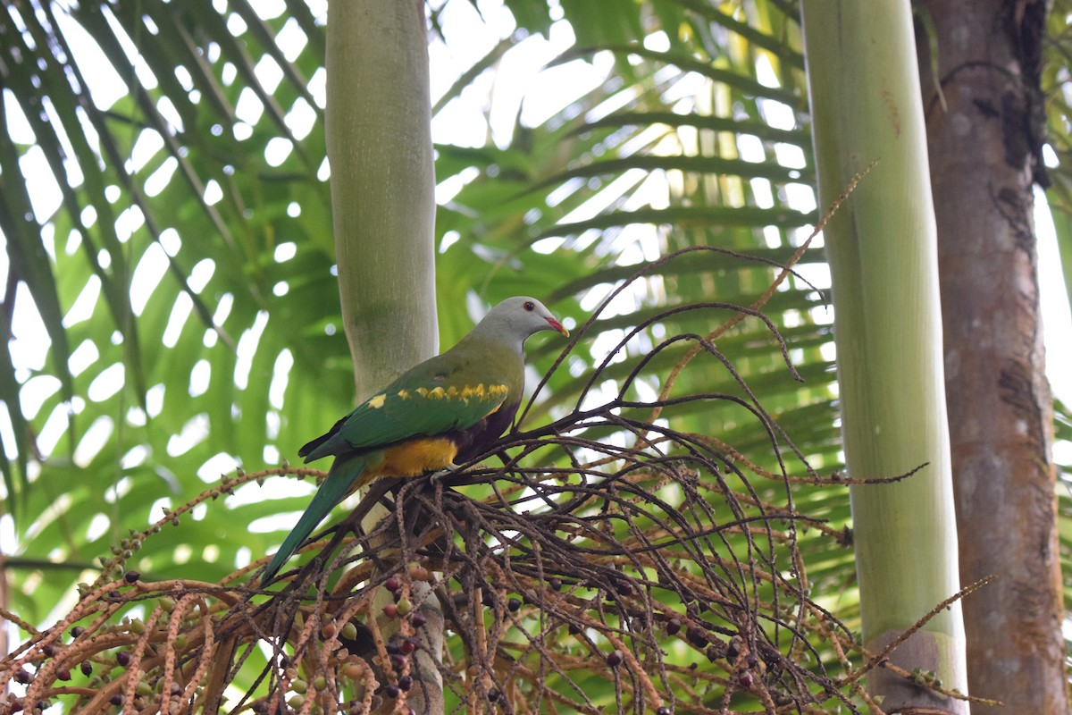 Wompoo Fruit-Dove - ML614310222