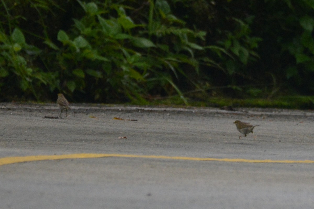 Yellow-browed Sparrow - ML614310231