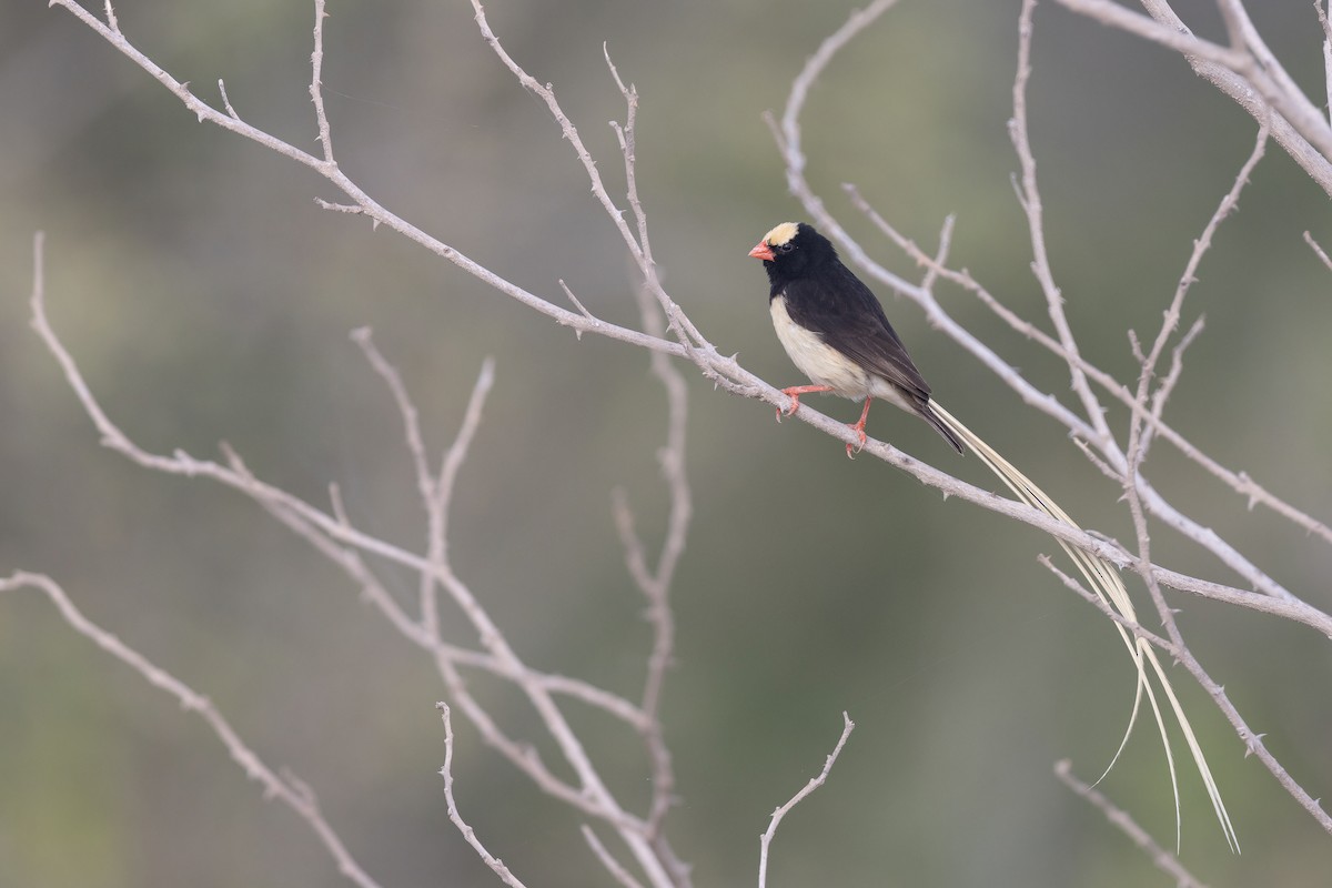 Straw-tailed Whydah - ML614310242