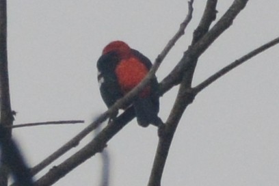 White-winged Tanager - ML614310276