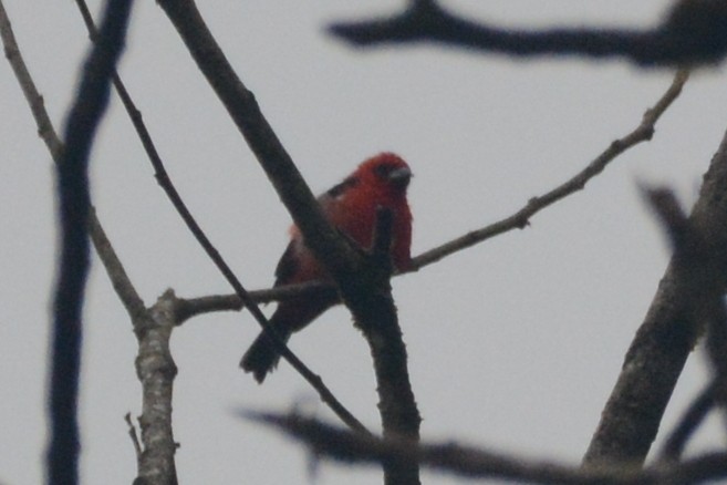 White-winged Tanager - ML614310277