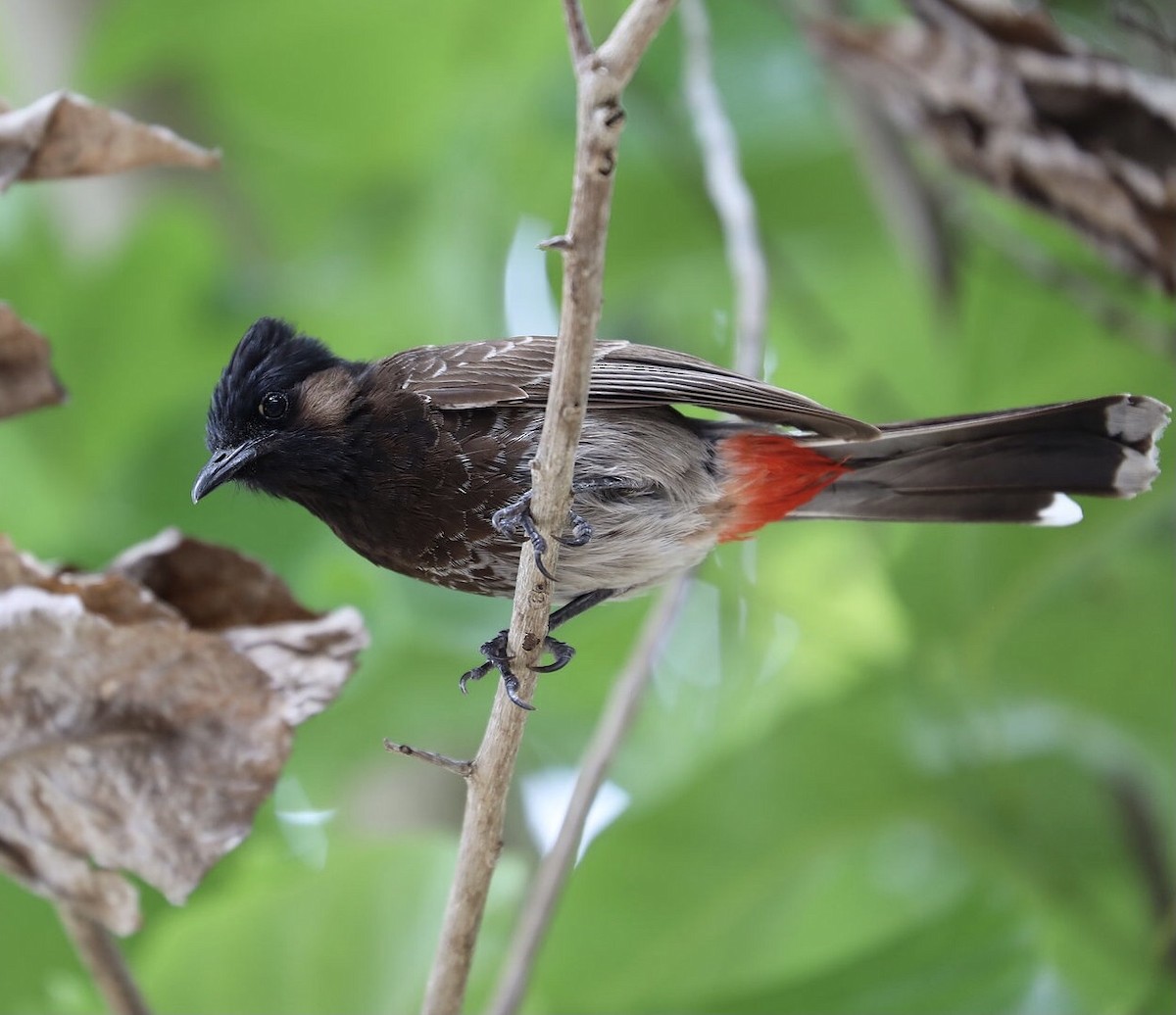 Red-vented Bulbul - ML614310290