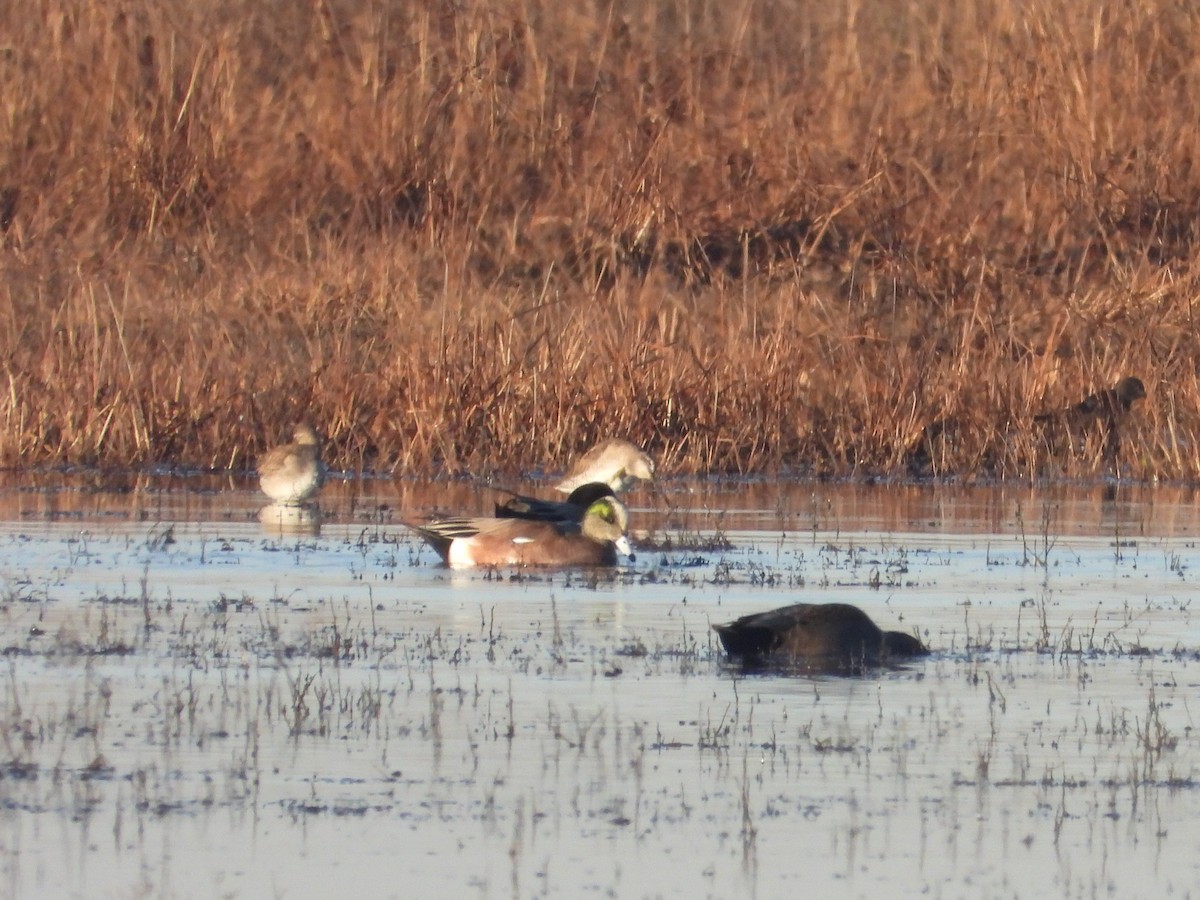 American Wigeon - ML614310307