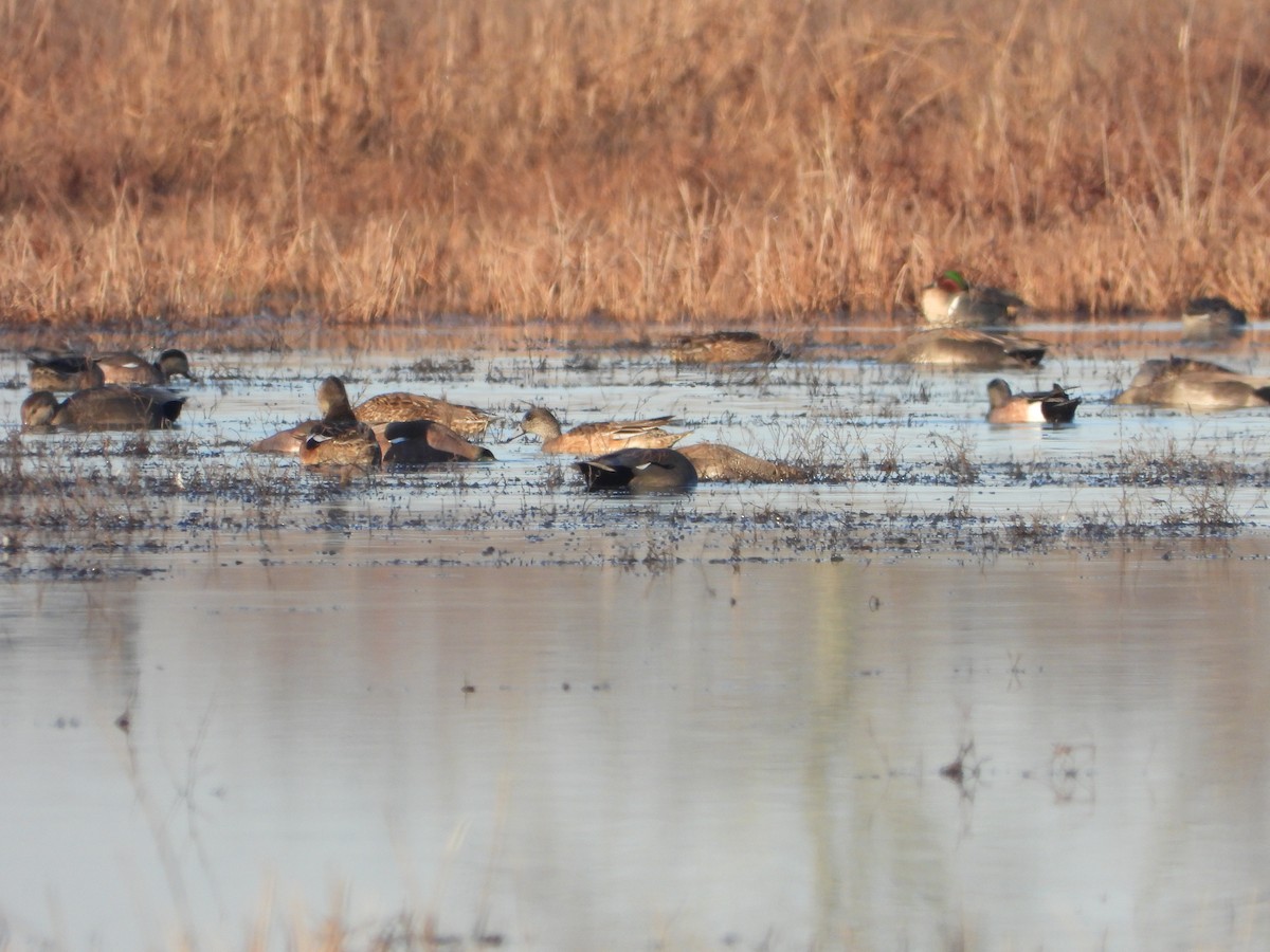 American Wigeon - Lesha Roberts