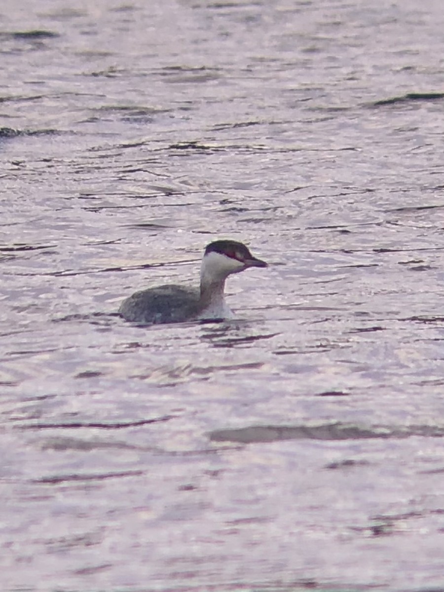 Horned Grebe - ML614310324