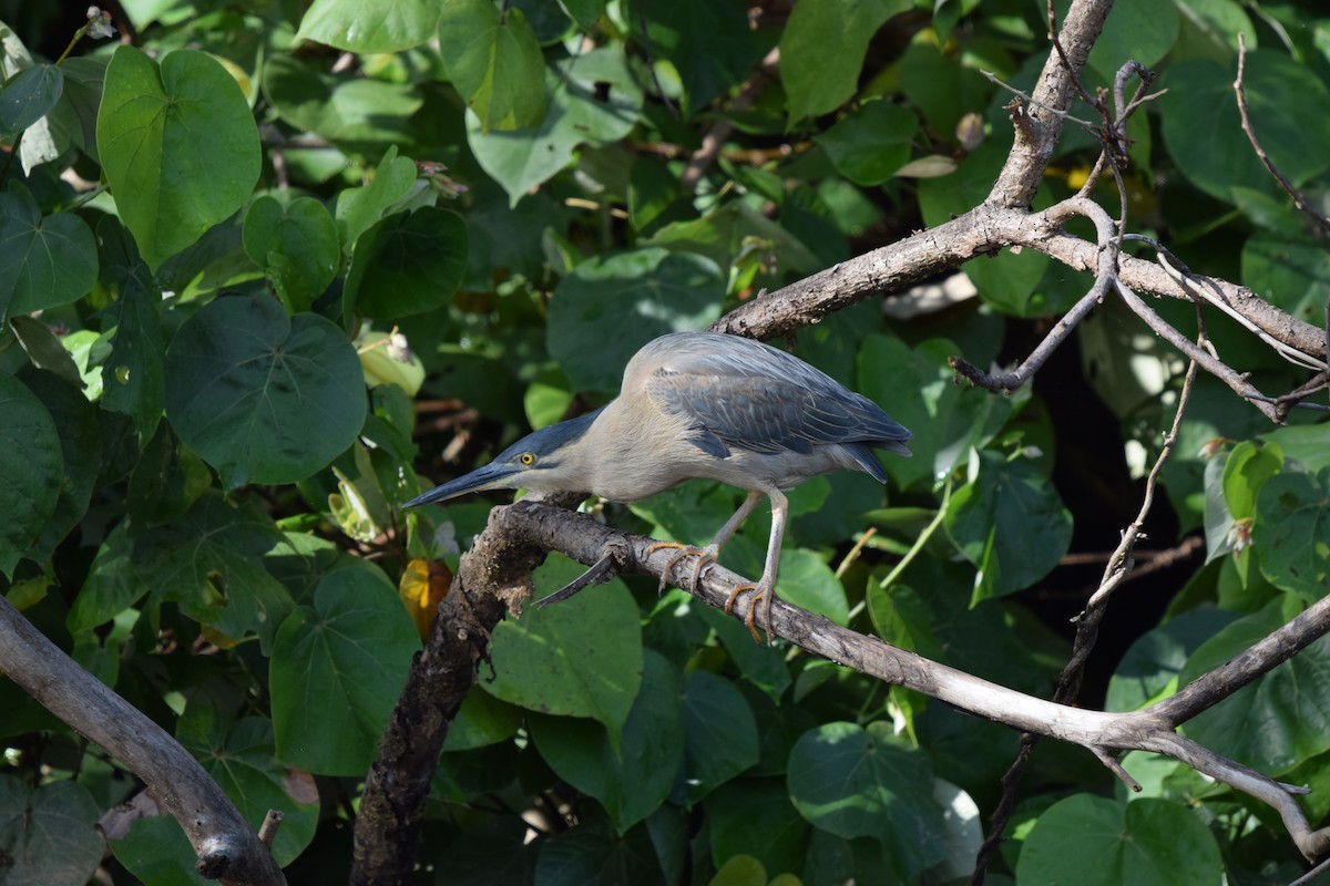 Striated Heron - ML614310332