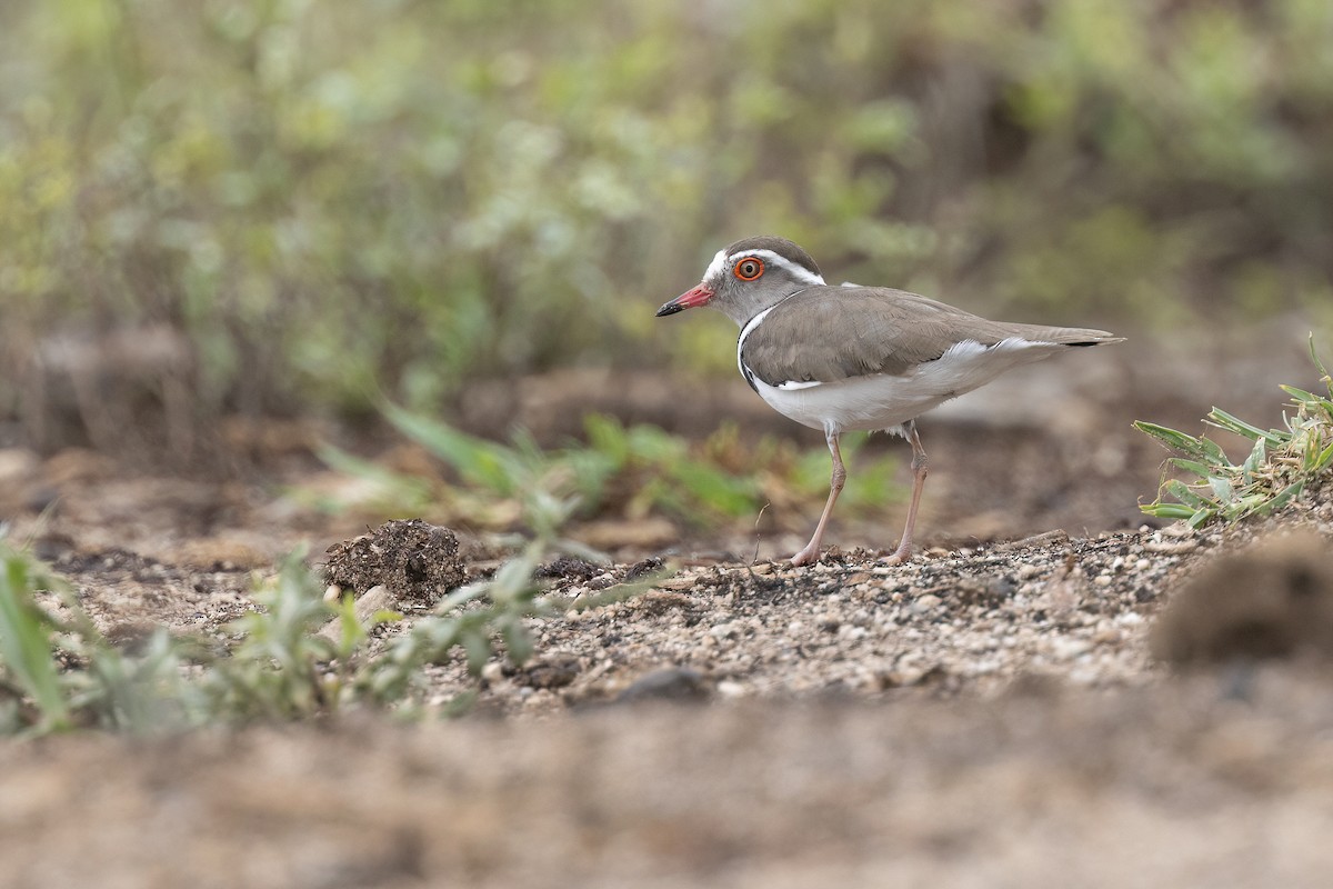 Three-banded Plover - ML614310335