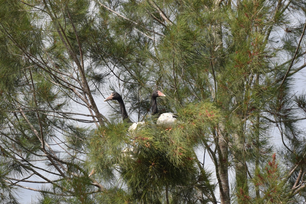 Magpie Goose - ML614310336